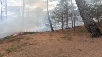 Nainital Forest Fire: Fire in the forest of Nainital and Bhimtal of Uttarakhand