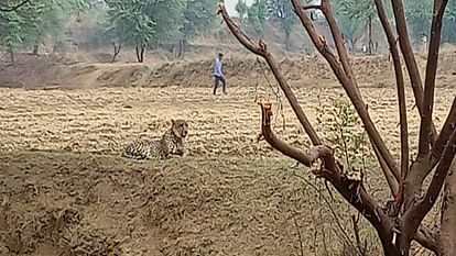 Karauli News: Cheetah reached Karauli after coming out of Kuno Safari Park, will be tranquilized and sent back