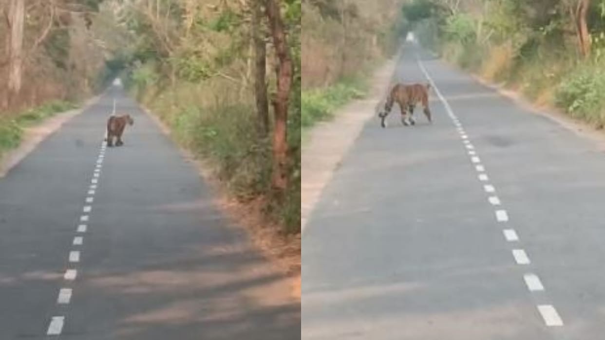 Tiger came in front of school bus children got scared in Pilibhit