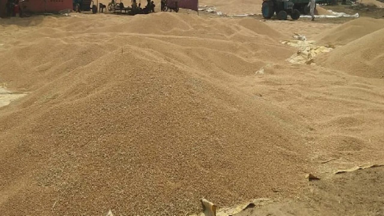 Storage crisis in Punjab Preparations underway to store wheat in open
