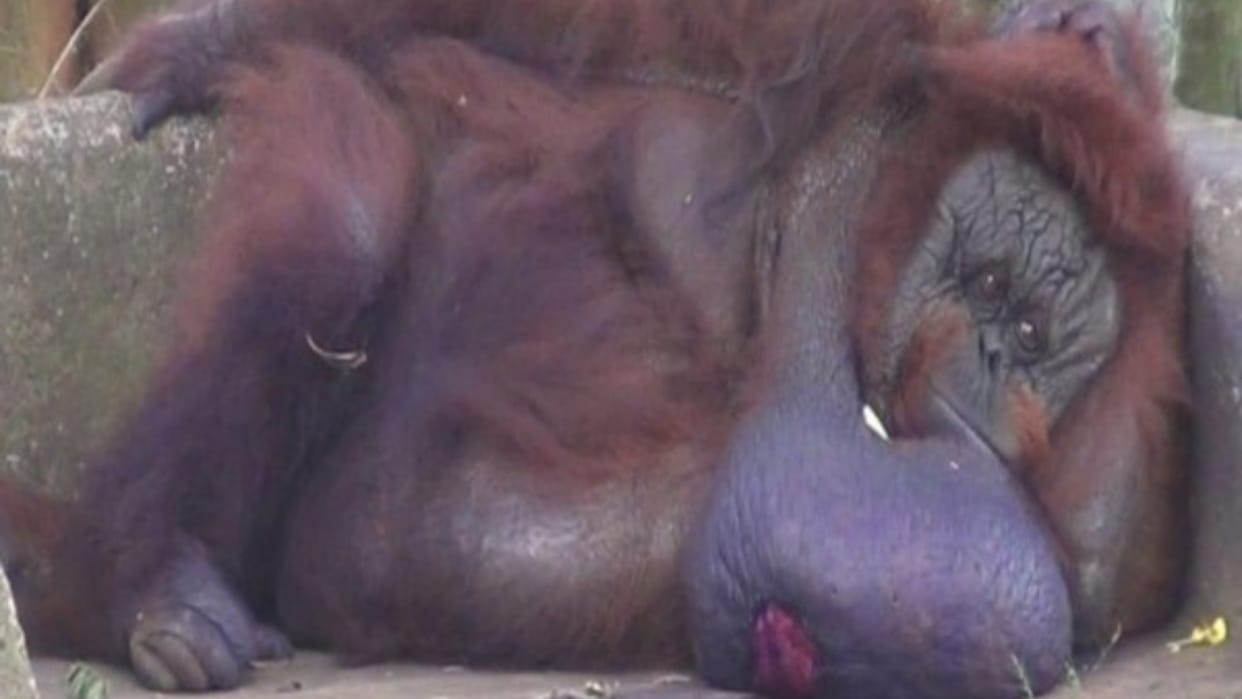 Orangutan in Indonesia healed injury in three days with medicinal plant, scientists found out by monitoring