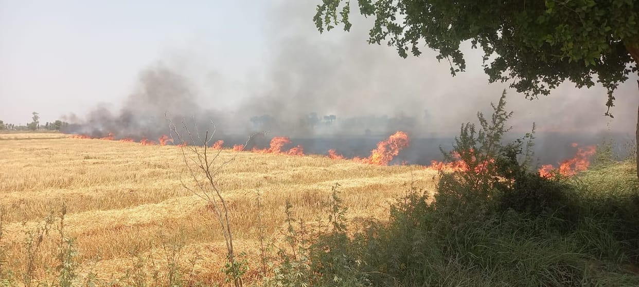 Fire broke out in threshing floor at government agricultural farm in Shamli