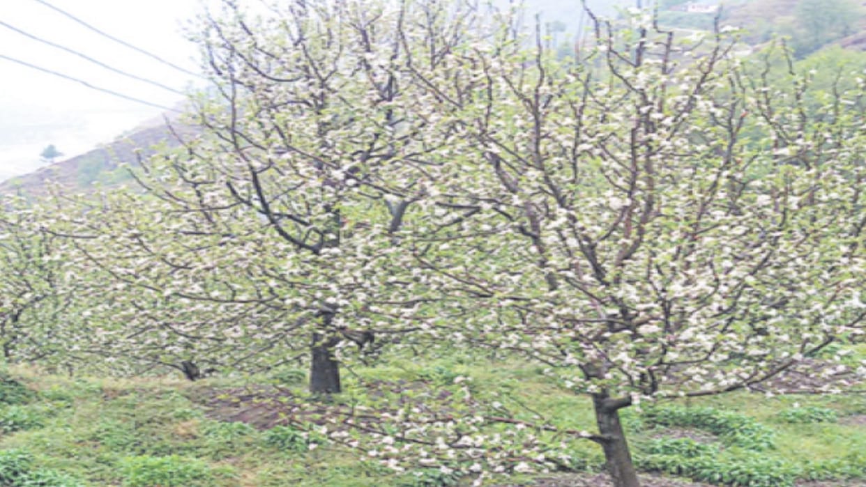 Weather scares growers, apple crop in trouble for second consecutive year