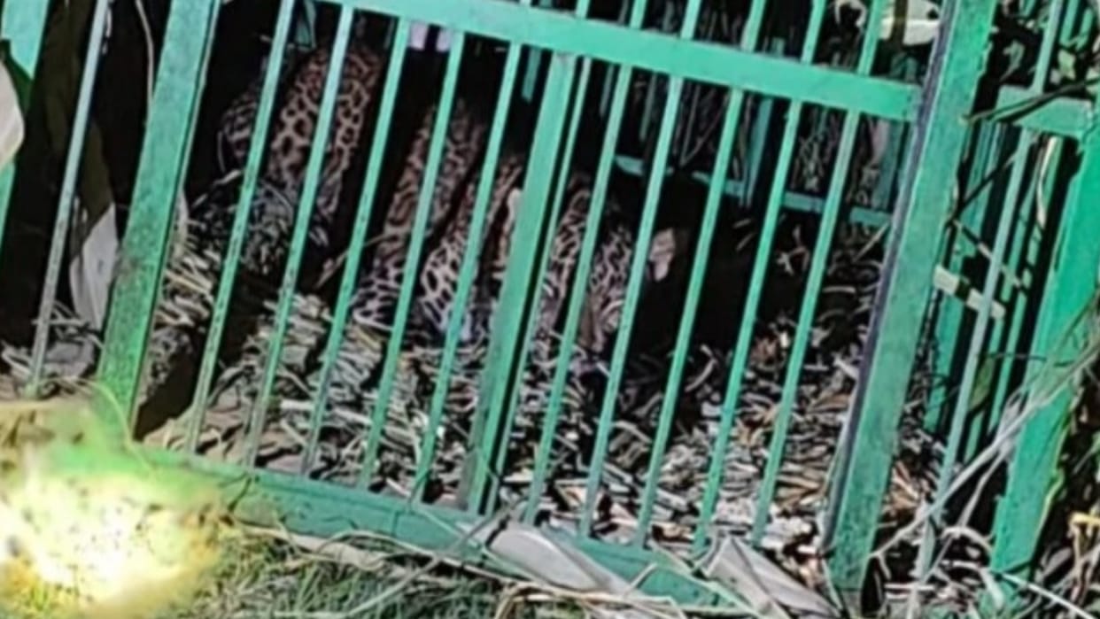 Leopard get caught in a cage in katarniaghat in Bahraich.