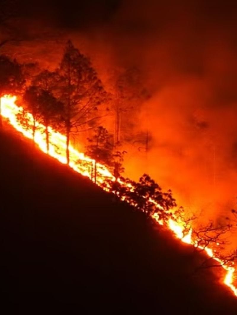 Plan to deal with Pirul causing forest fire in uttarakhand