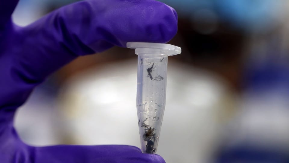 Large number of construction sites in Delhi are increasing the number of mosquitoes