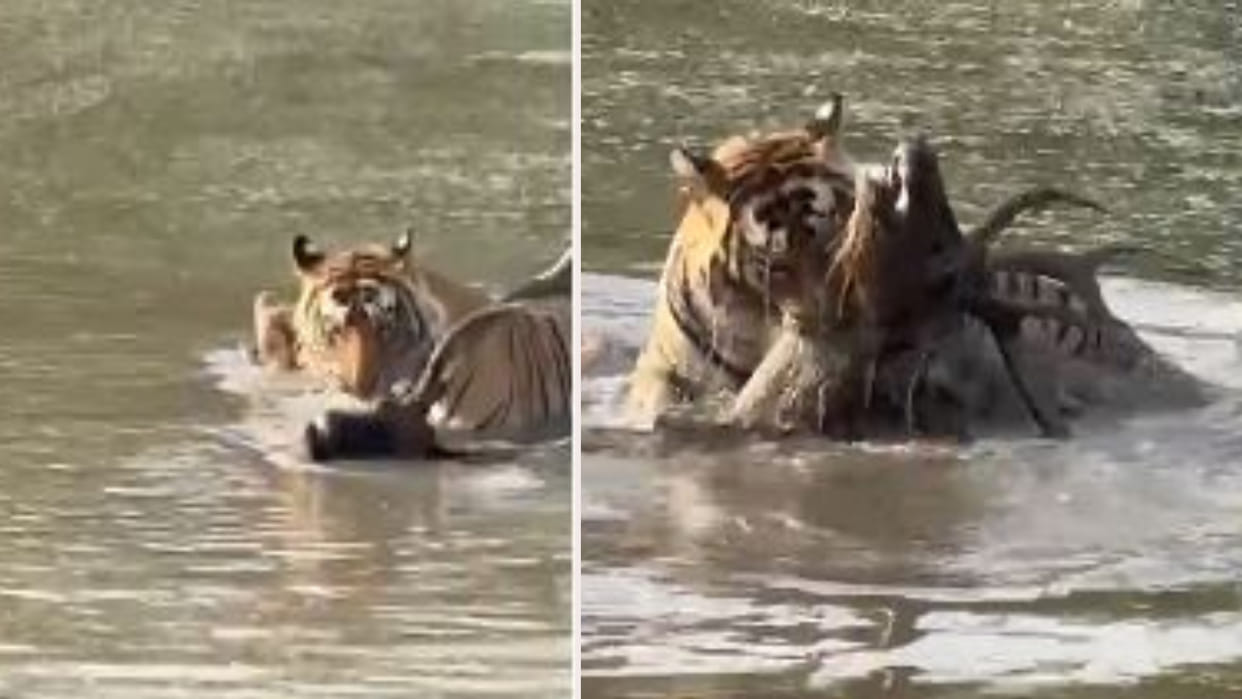 Ranthambore National Park: Tiger Jai hunted Sambhar, thrill of tourists increased, video was made