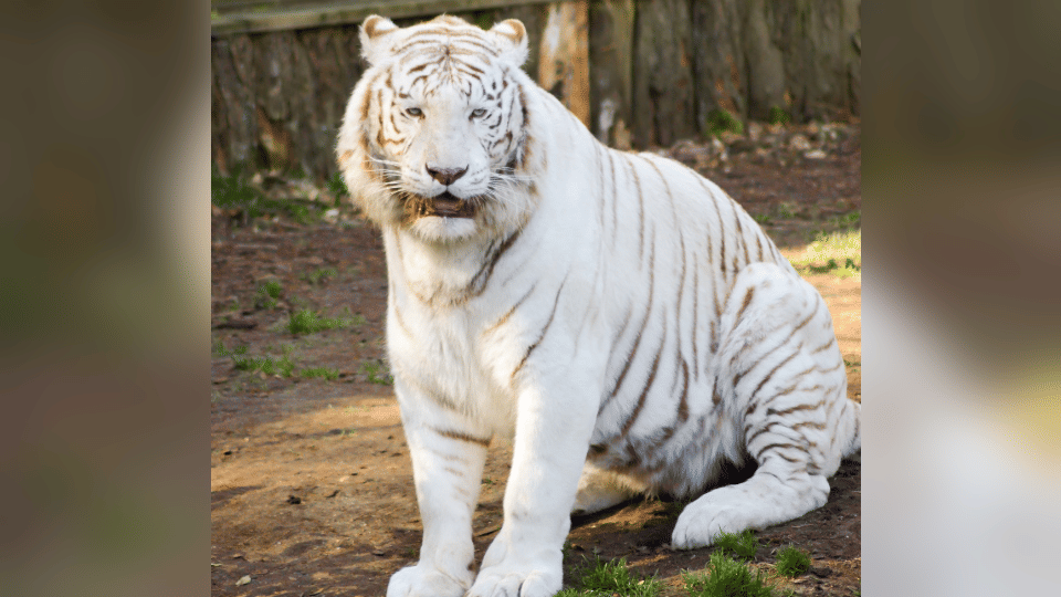 Dehradun Zoo Rare white tiger will come to Uttarakhand from Nandankanan Odisha know unique story related to it