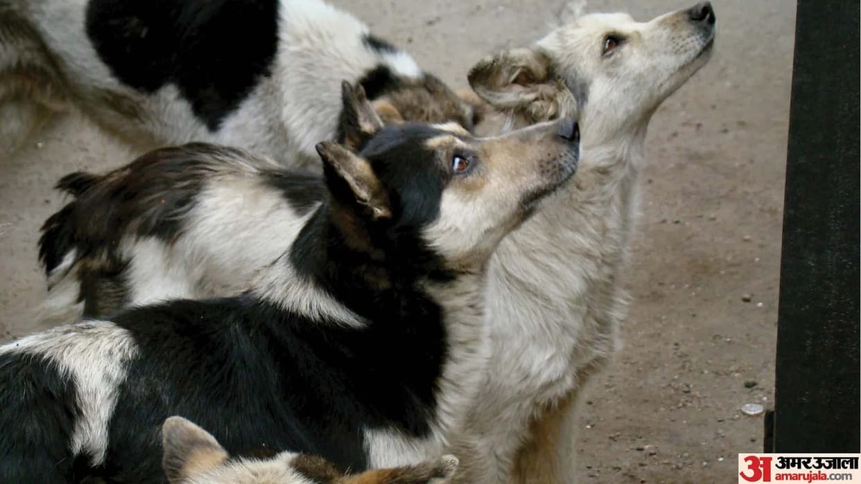 Unnao: Nine year old child dies due to dog bite