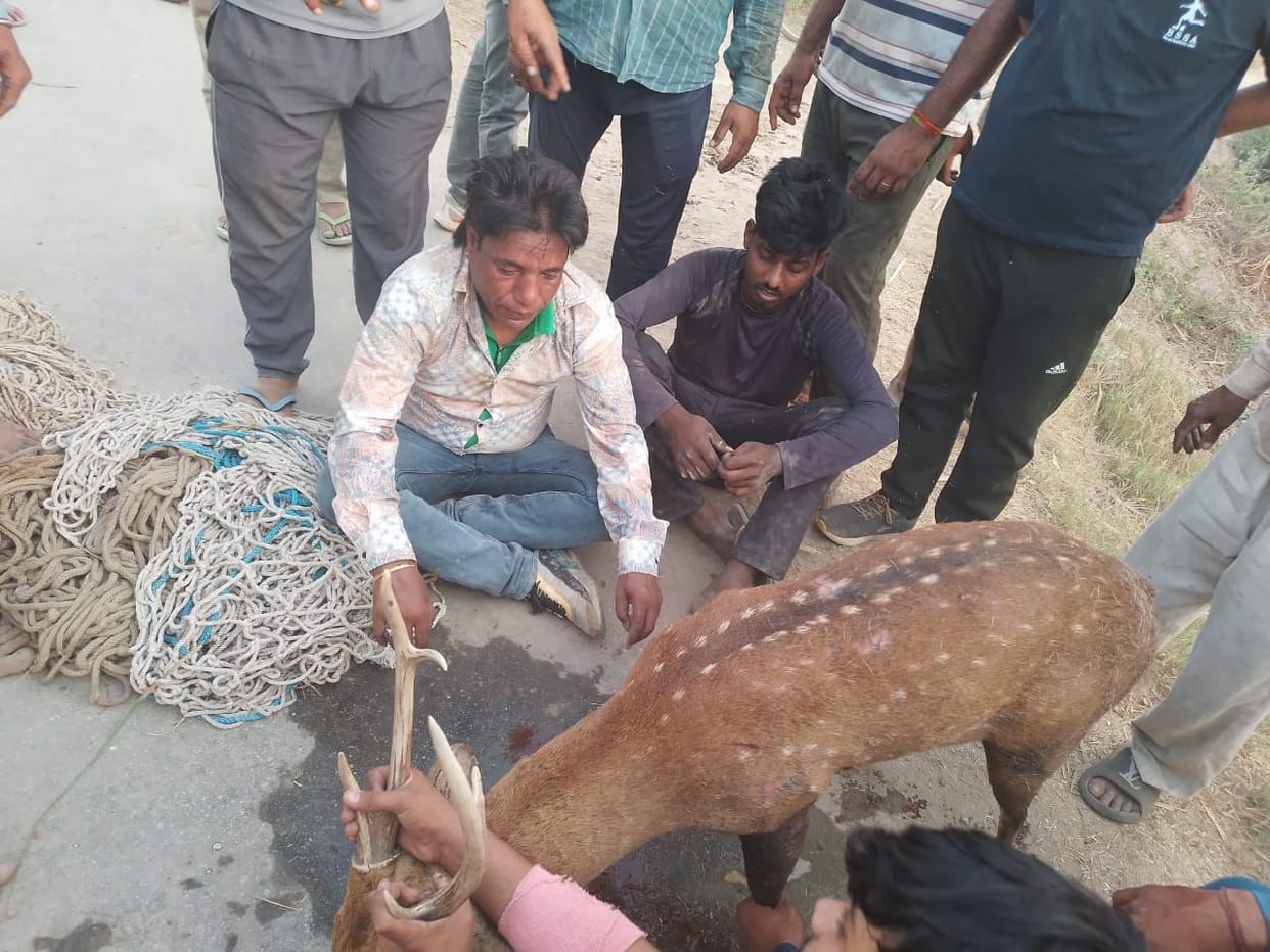 Baghpat police have arrested two hunter with deer