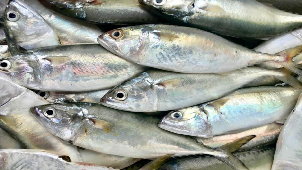 Hilsa returns to Chandauli after three decades; improvement in the health of the Ganga