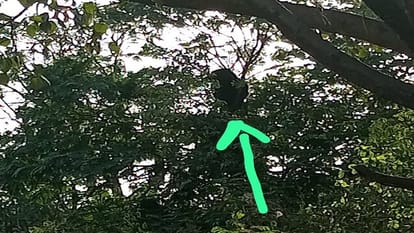 Bear climbed tree forest workers worked hard all day to rescue it  in Korba