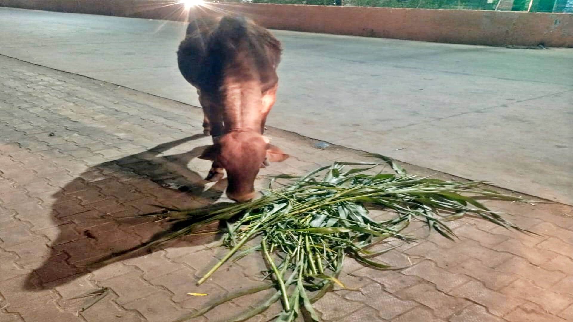 चारा खाती हुए गाय (प्रतिकात्मक फोटो)