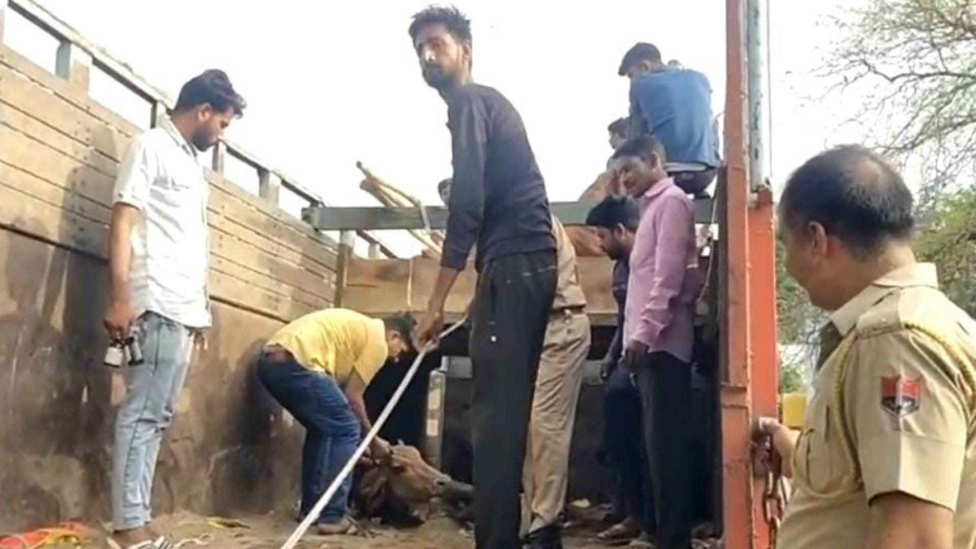 Rajasthan When will cow smuggling stop in Dausa Know situation