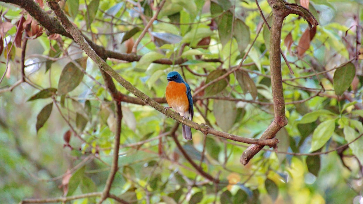 Discovery: Despite Millions of Years Apart, Birds Share Similar Calls; Study Foundation of Human Language