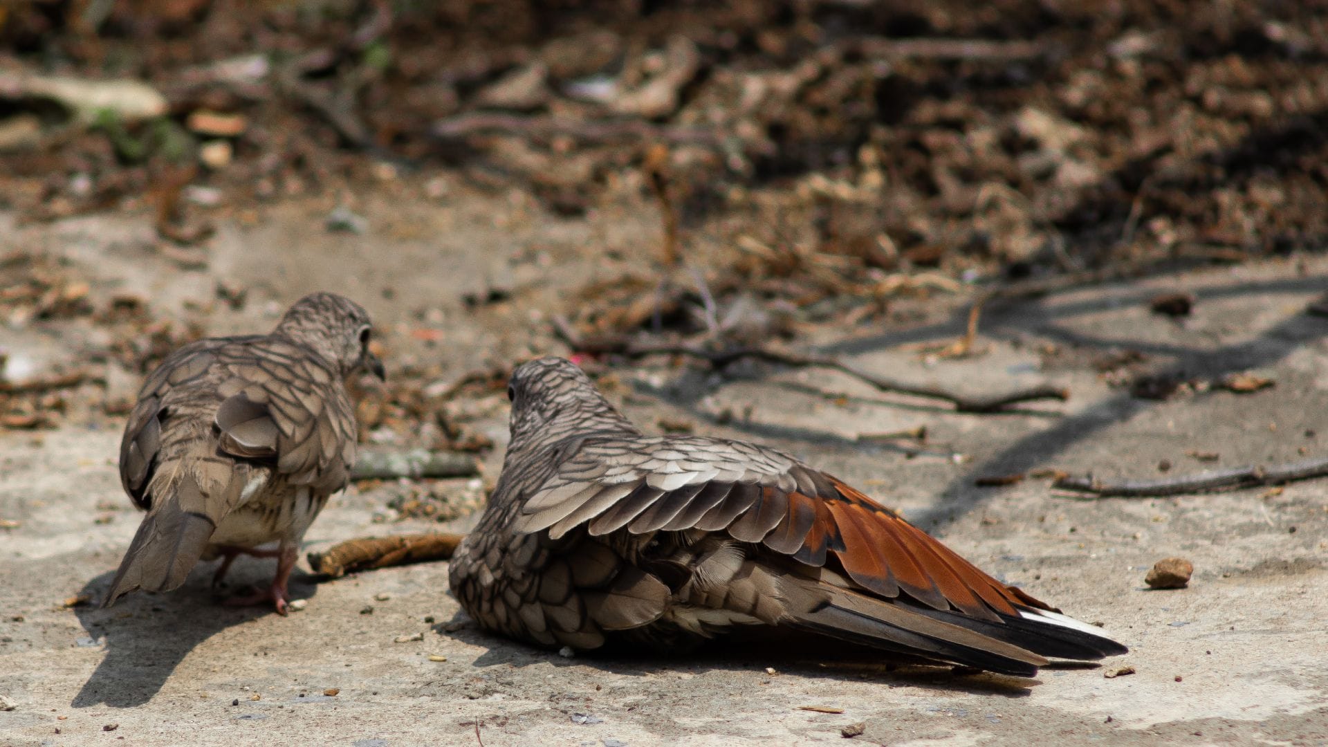 Pisonia The Tree That Kills Birds Amazing Facts About Birds killer In Hindi