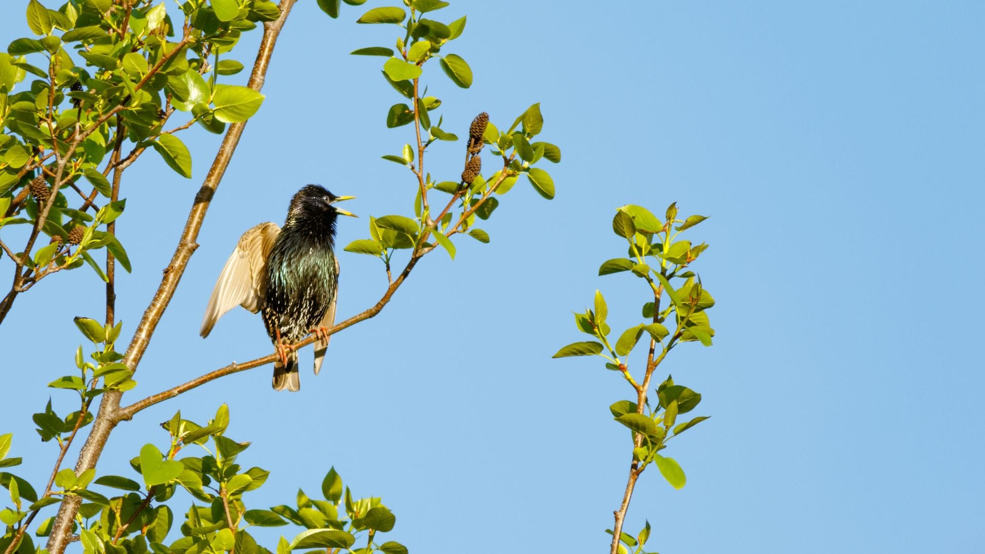Pisonia The Tree That Kills Birds Amazing Facts About Birds killer In Hindi