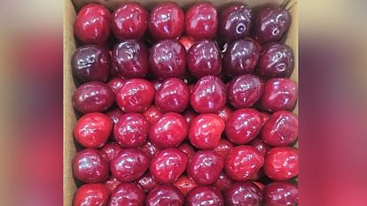 Demand for Himachali Cherry increased in metropolitan cities, cargo service reaching Mumbai, Bangalore