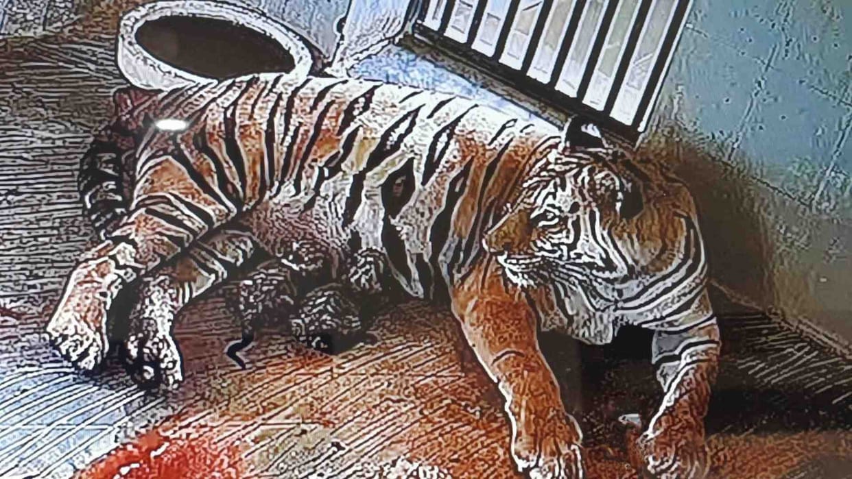 Jaipur News: Badhin queen gives birth to white cub in Nahargarh Biological Park