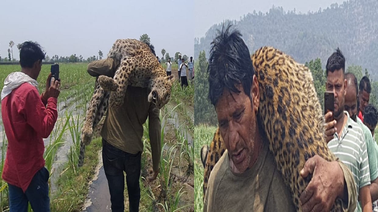TV actor Jagtar Singh Dhillon carried Guldar on his shoulders and took him out of field