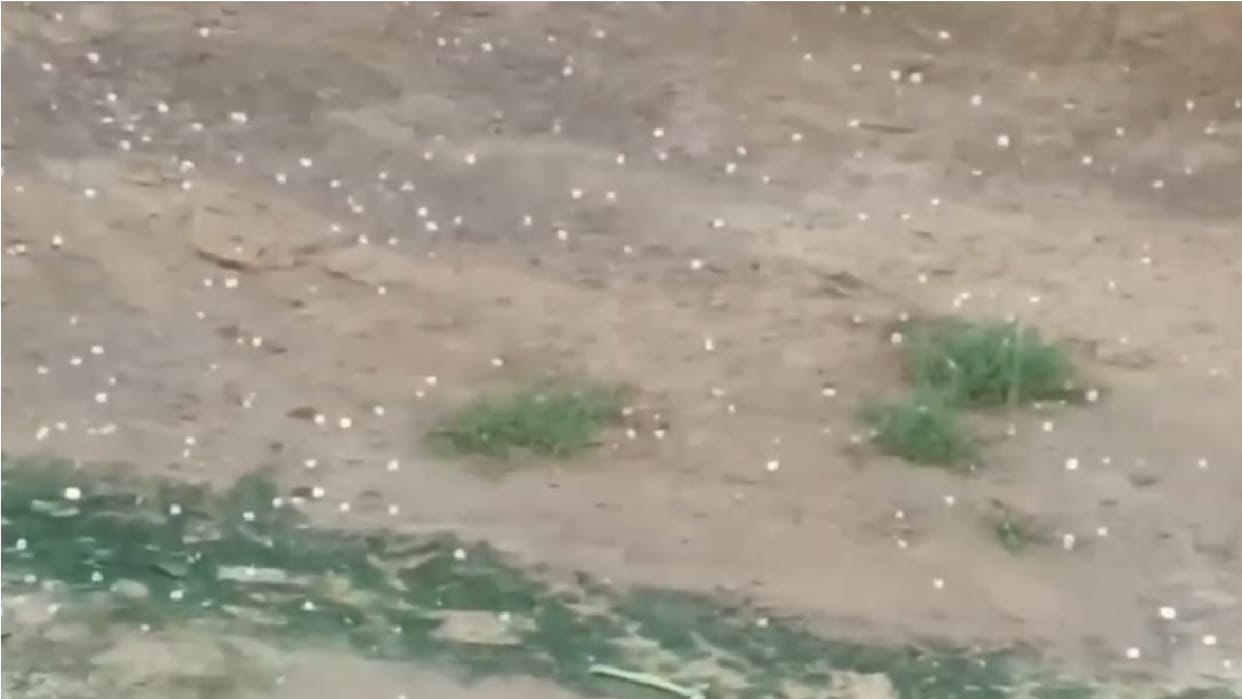 Hail fell along with rain in Nangal Choudhary in Narnaul, people got relief from heat; cold weather