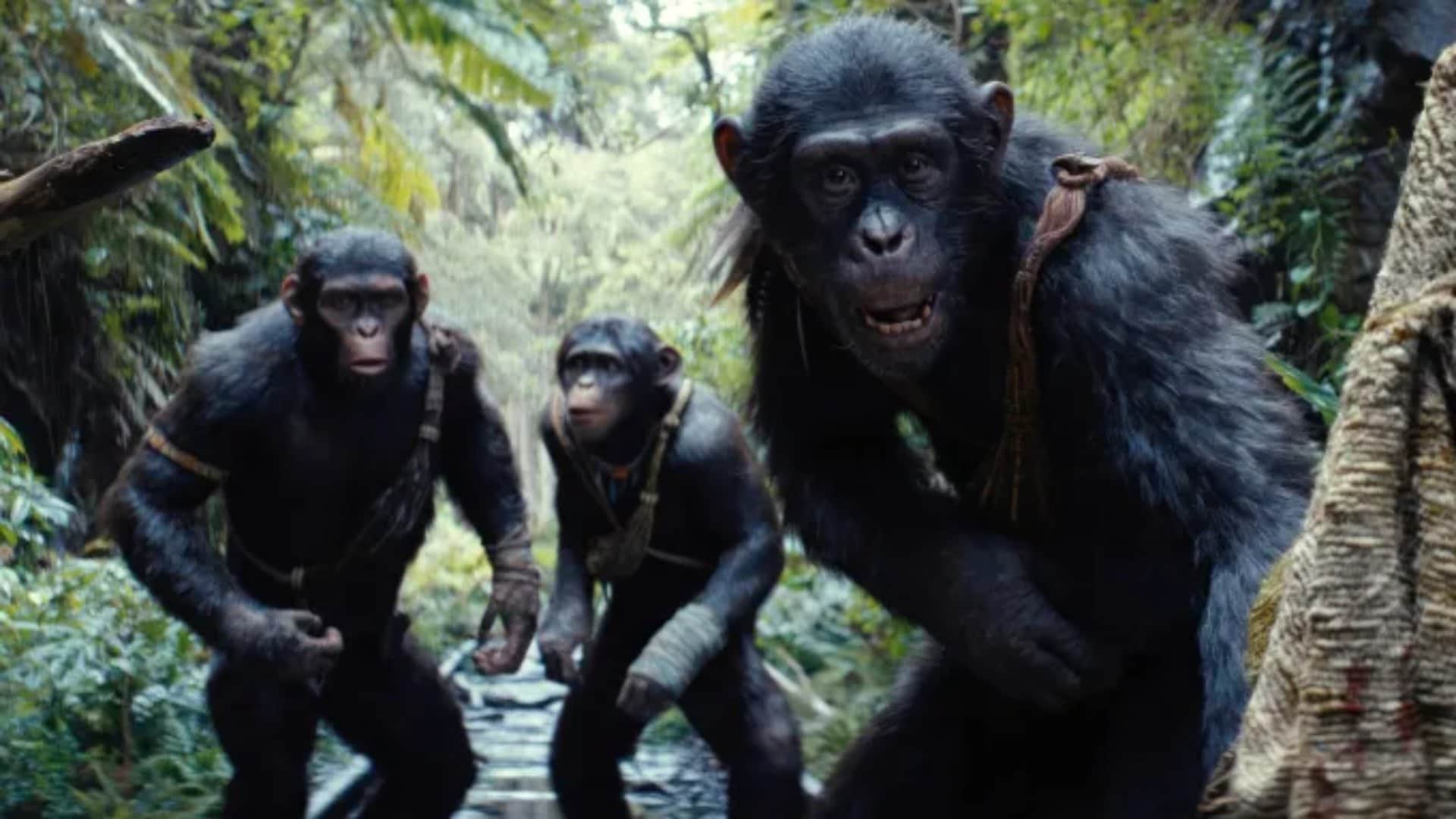 Wednesday Box Office Collection Srikanth and Kingdom of the Planet of the Apes Latest Earnings and Occupancy