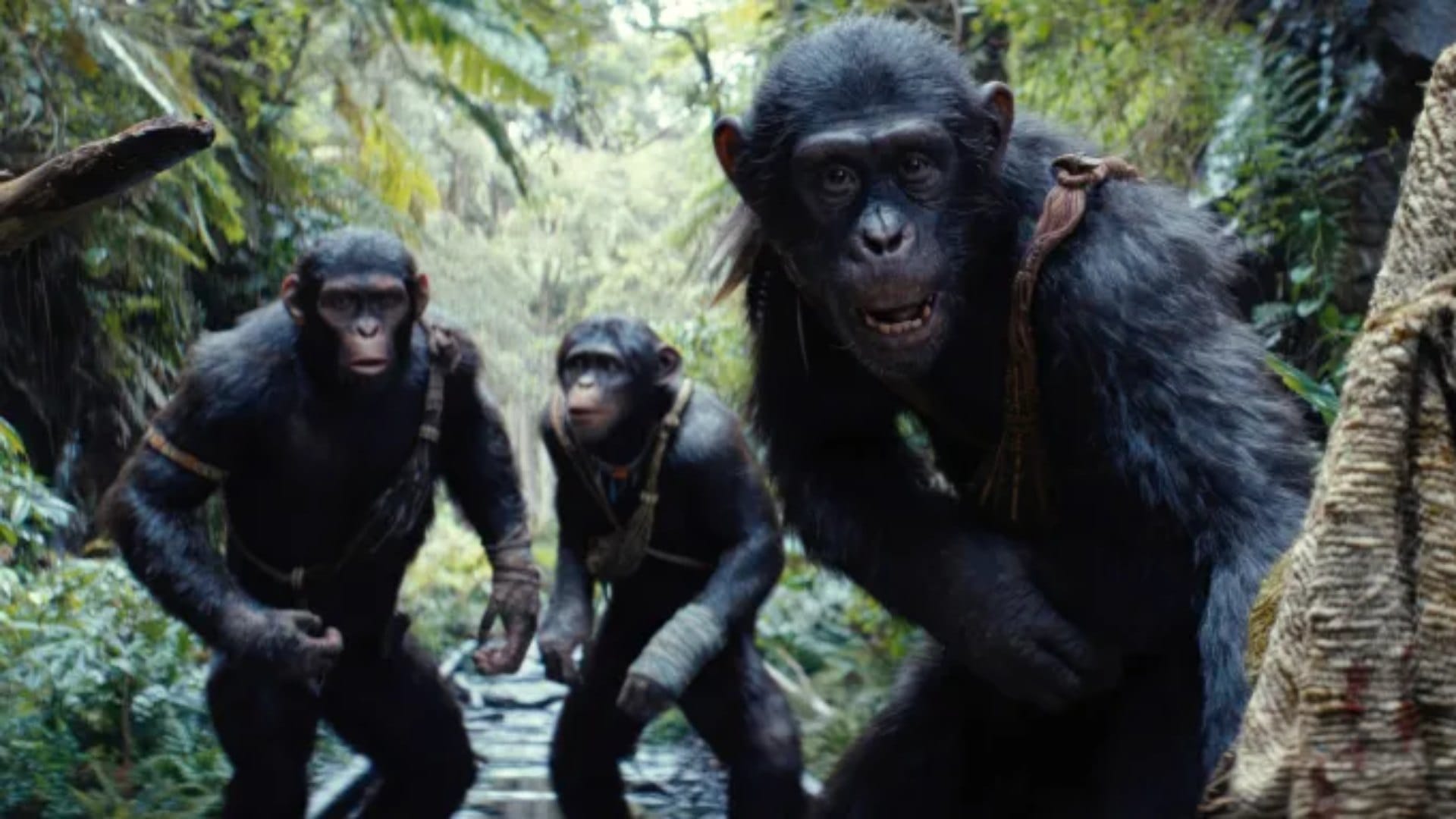 Wednesday Box Office Collection Srikanth and Kingdom of the Planet of the Apes Latest Earnings and Occupancy