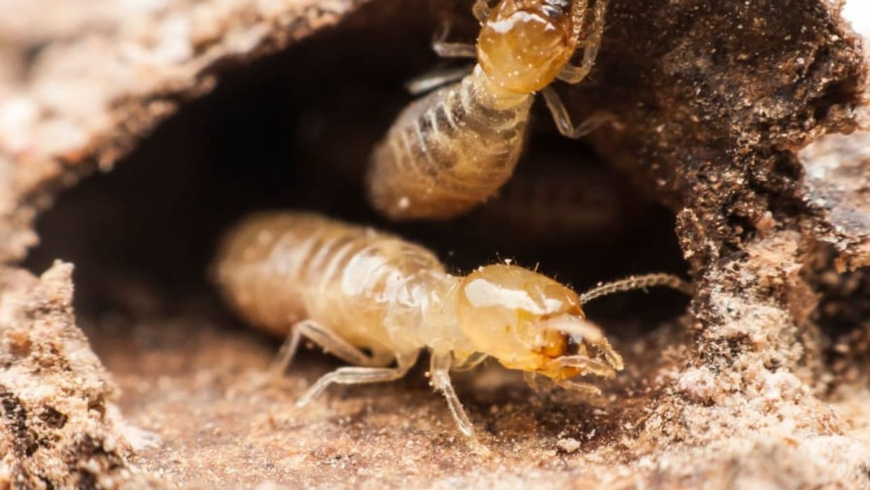 world is suffering loss of more than Rs 3,33,715 crore every year due to termites