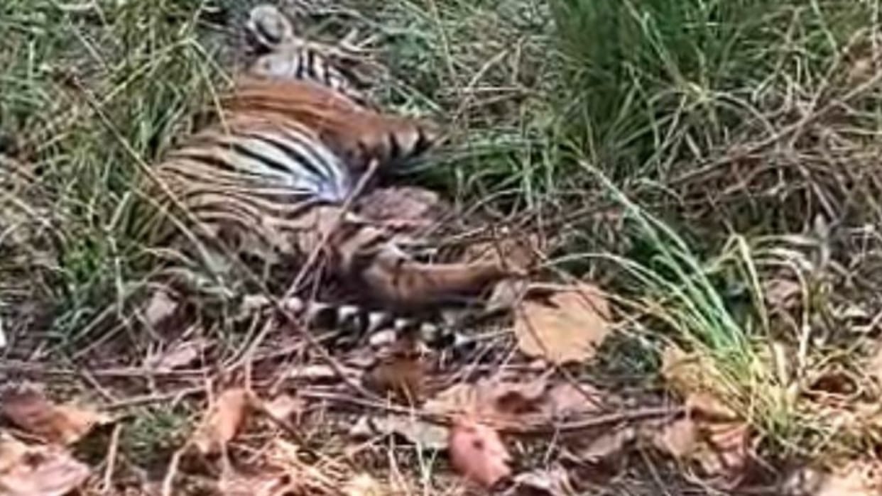 Poison was not confirmed in post mortem report of tiger found dead in Korea