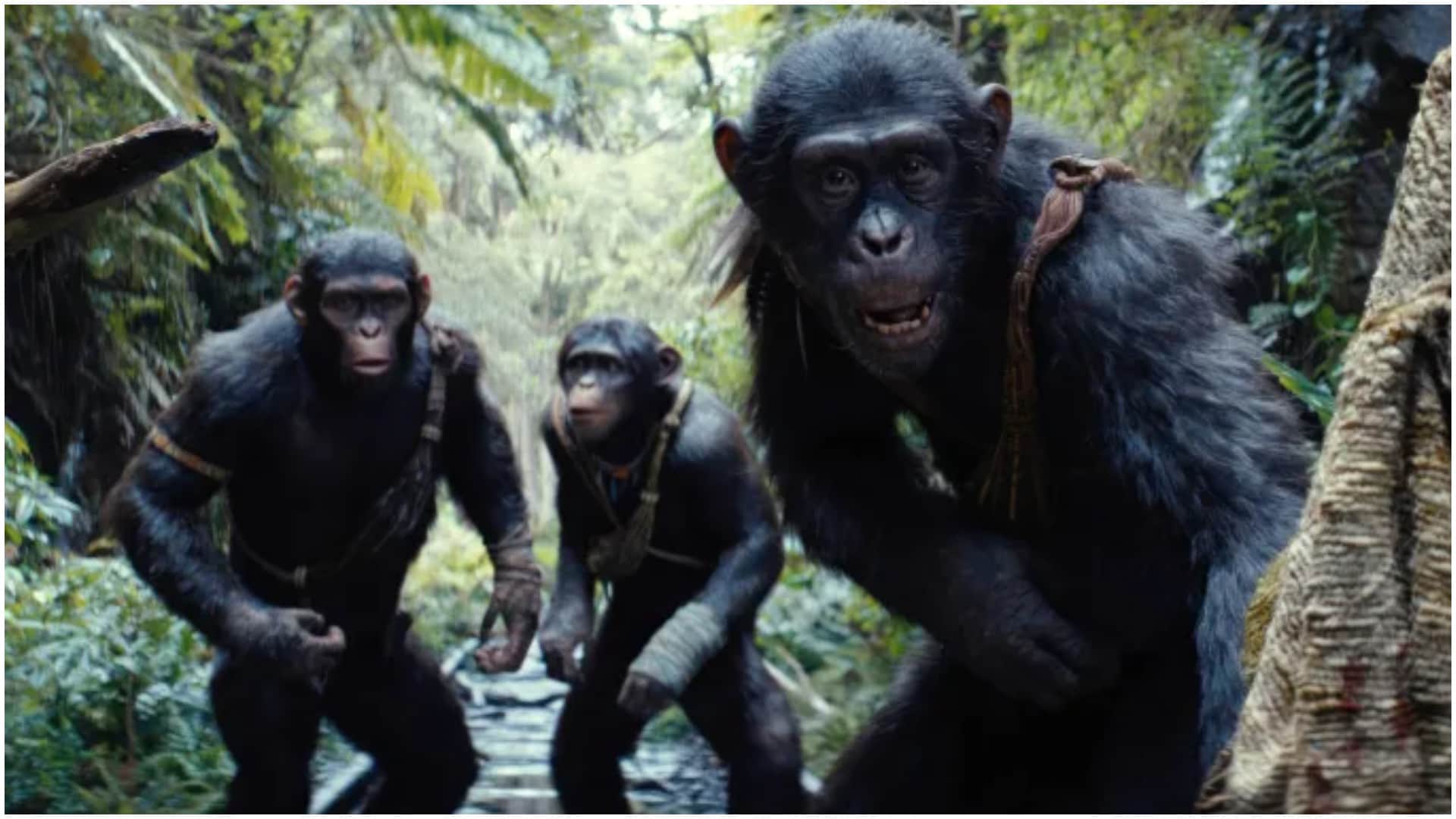 Tuesday Box Office Report Kingdom Of The Planet Of The Apes and Rajkummar Rao Srikanth Latest Collections