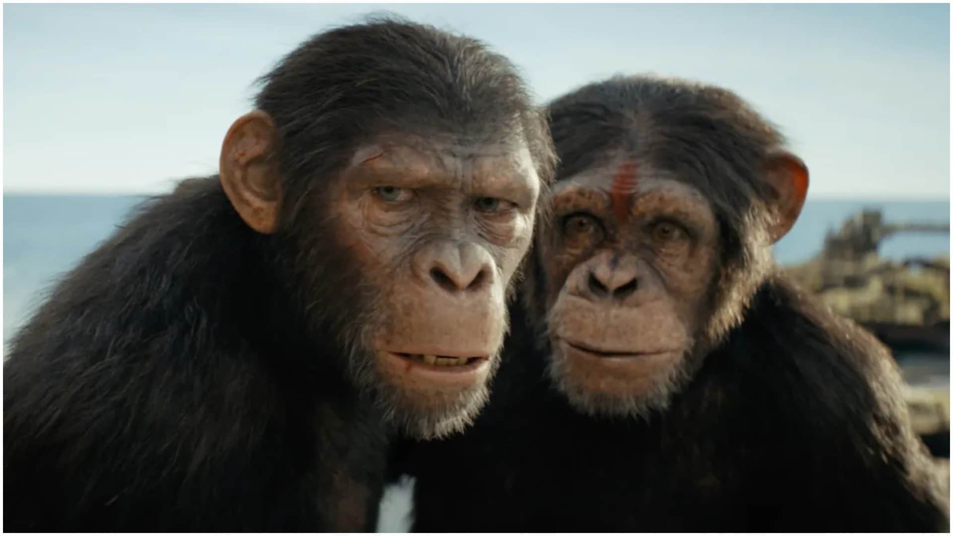 Friday Box Office Collection: Rajkummar Rao Srikanth Kingdom of the Planet of the Apes and Star Movie Earning