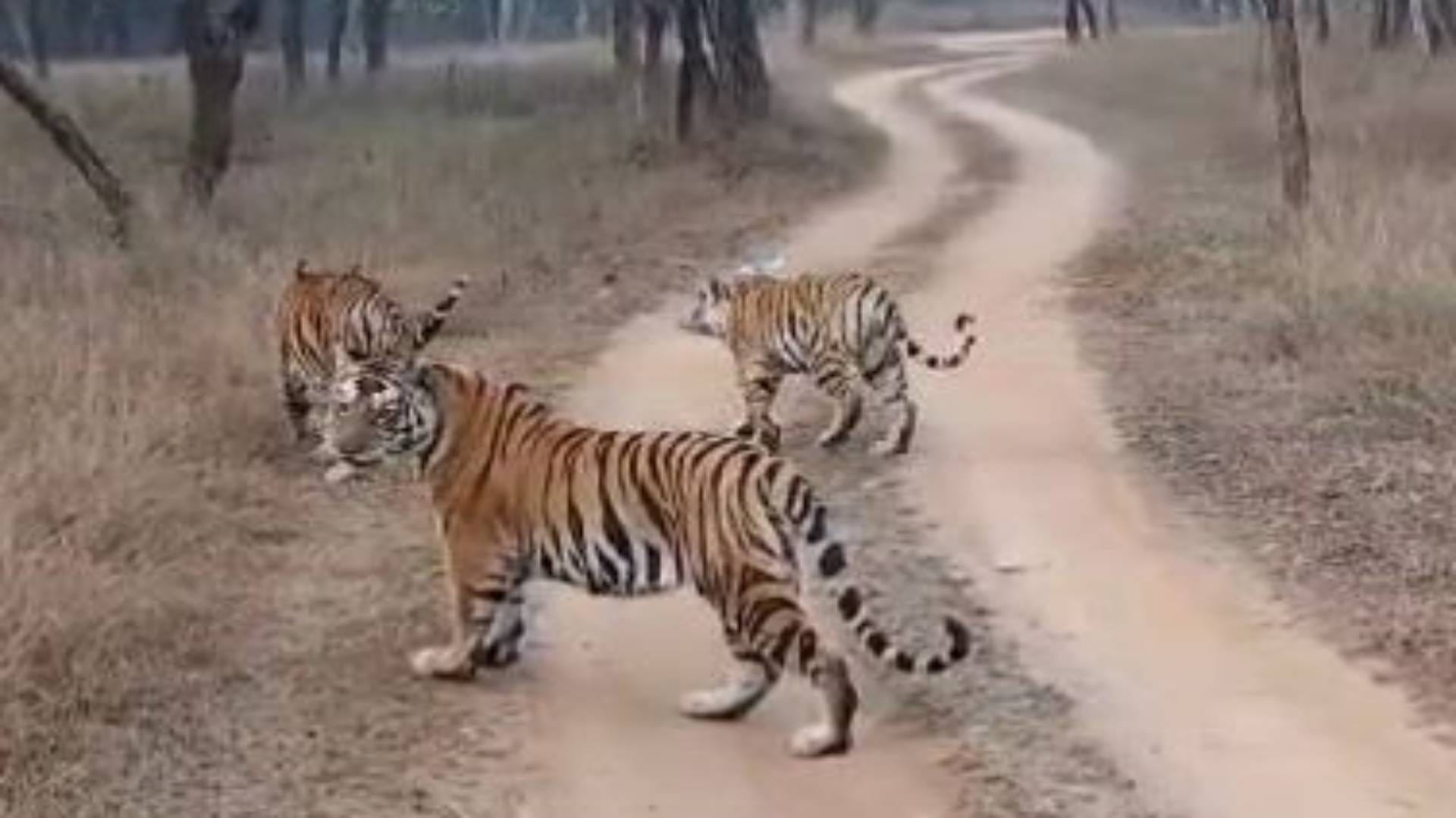MP News May 11 became Tiger Day in Panna Tiger Reserve nine tigers found at different places see photos