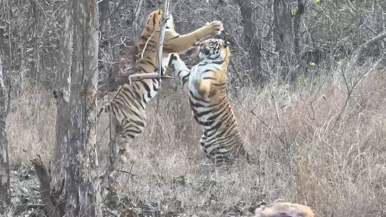MP News May 11 became Tiger Day in Panna Tiger Reserve nine tigers found at different places see photos