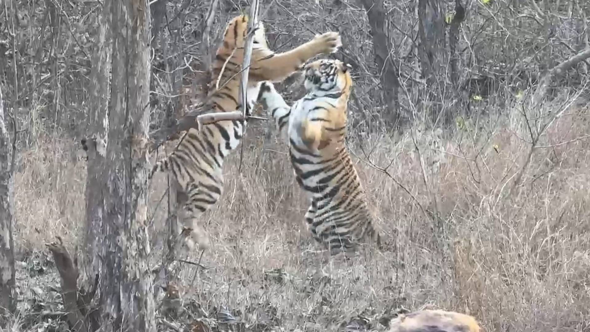 बाघ