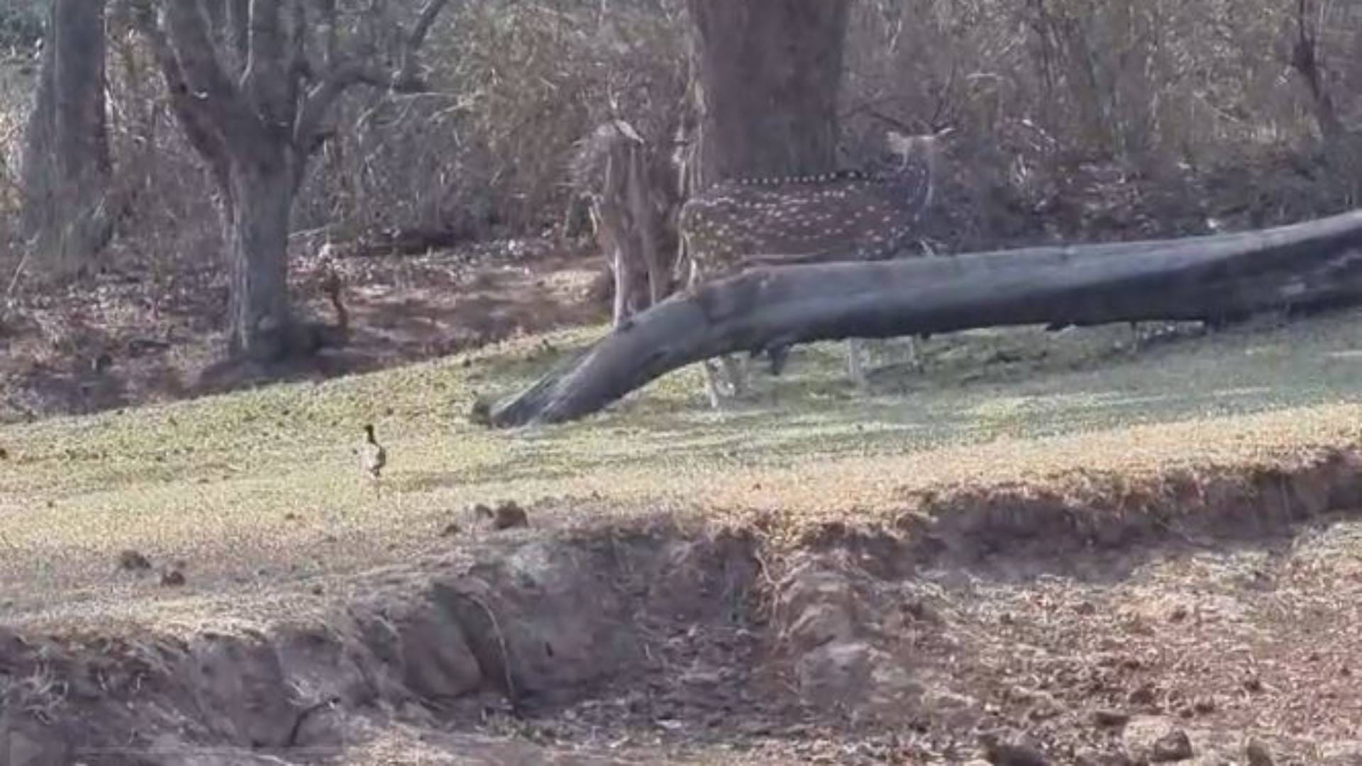 MP News May 11 became Tiger Day in Panna Tiger Reserve nine tigers found at different places see photos