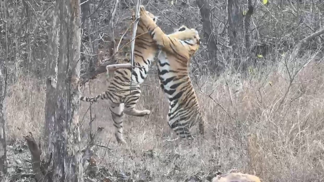 MP News: Villager dies due to tiger attack near Bhopal, half his body eaten, first incident of attack on a hum