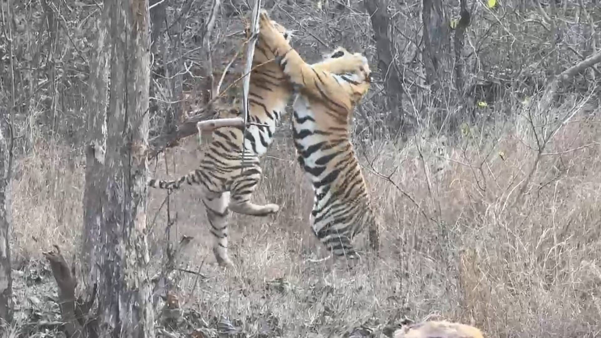 MP News May 11 became Tiger Day in Panna Tiger Reserve nine tigers found at different places see photos