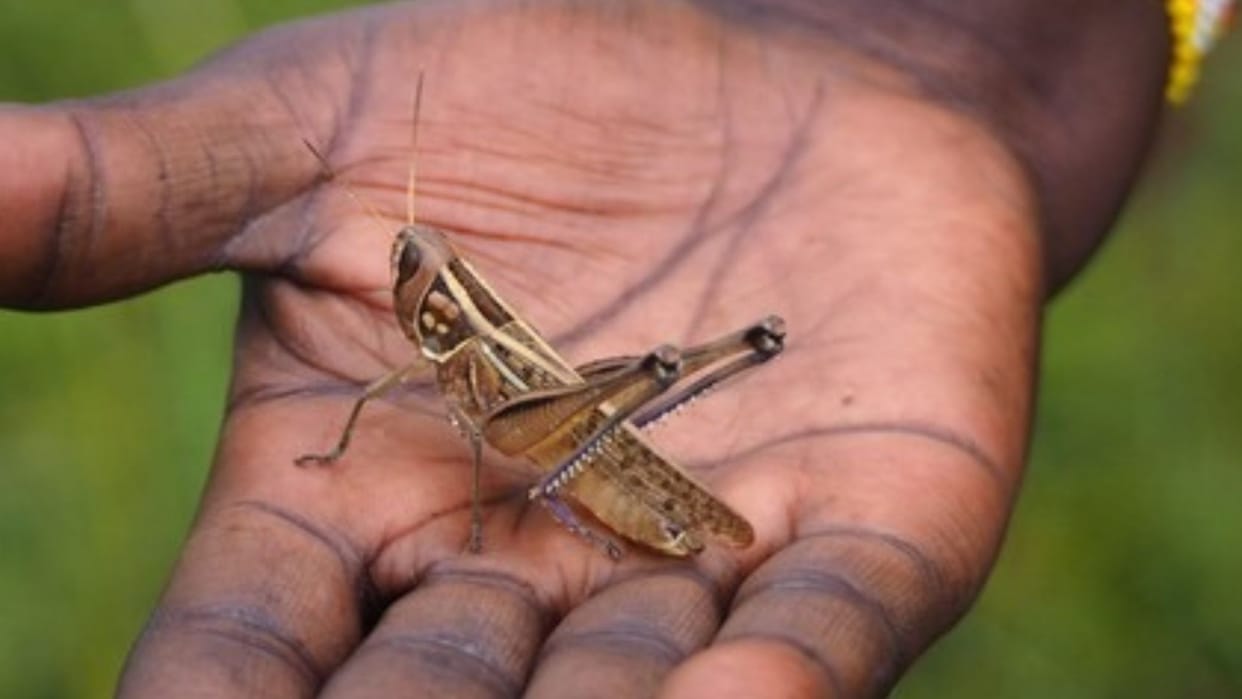 Now eat 16 insects like grasshoppers and crickets without any worries; Singapore Food Agency declared safe