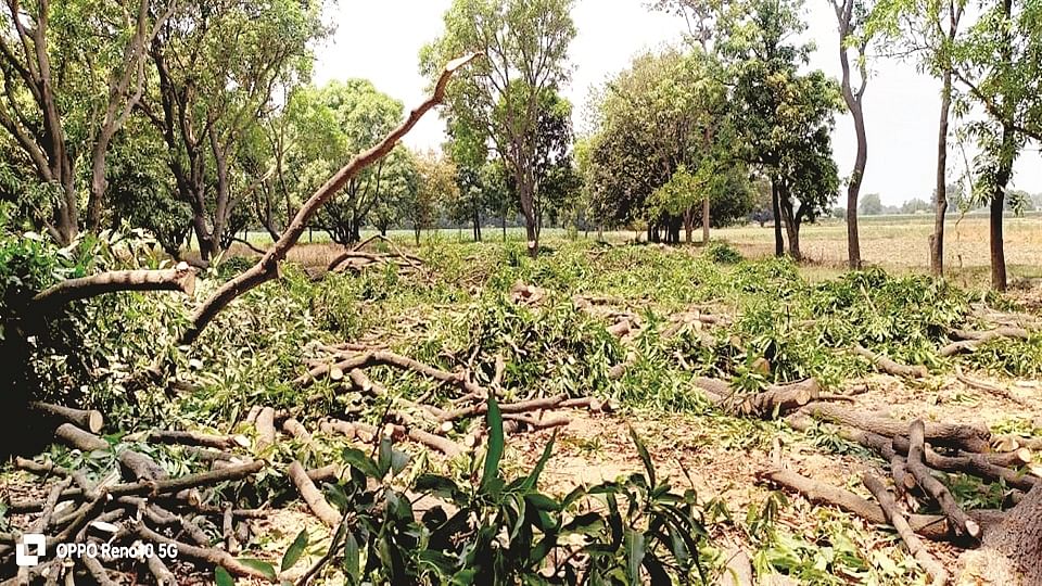 128 peacock feathers and the ruined nests of birds will tell the story of barbarism