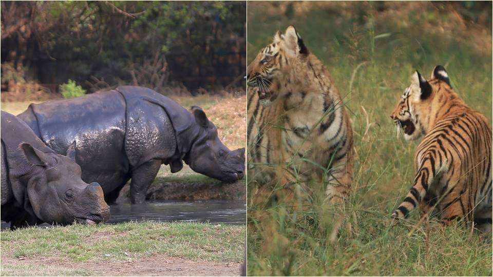 Mother’s Day Mother's love is precious even among animals
