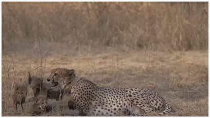 MP News: There will be wildlife rescue centers in every division, after Kuno, leopards will come to Gandhi Sag