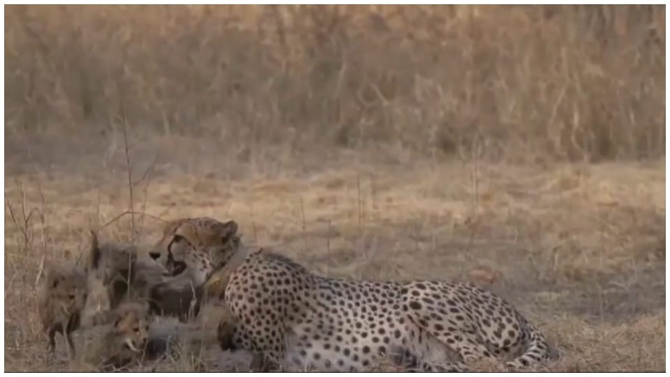 Project Cheetah: Bodies of two cheetah cubs were found five days ago