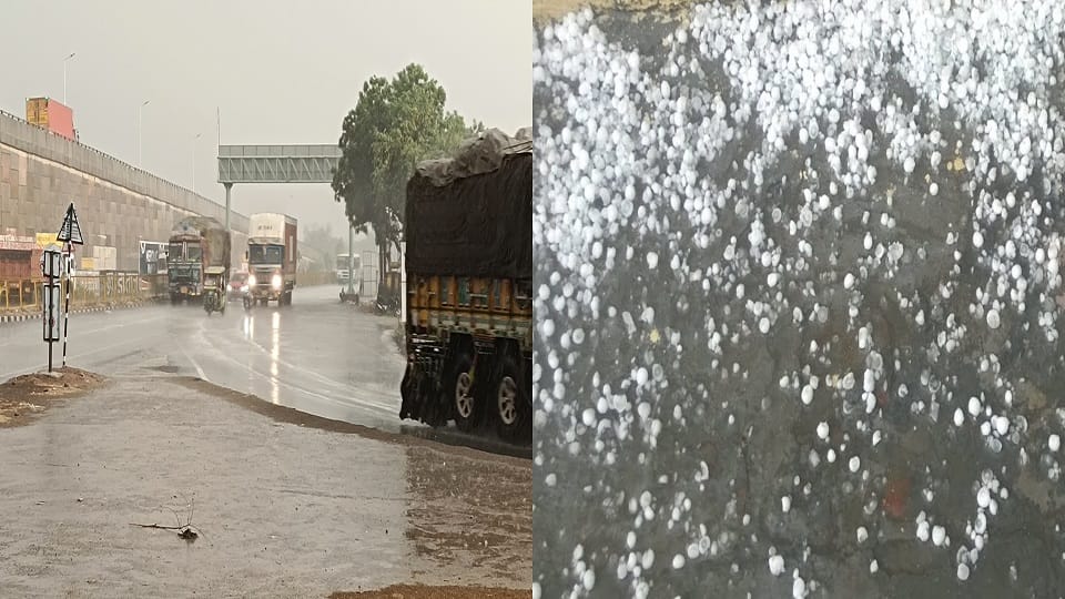 agra Weather Trees broken due to strong storm  hailstorm accompanied by thunder huge damage to crops