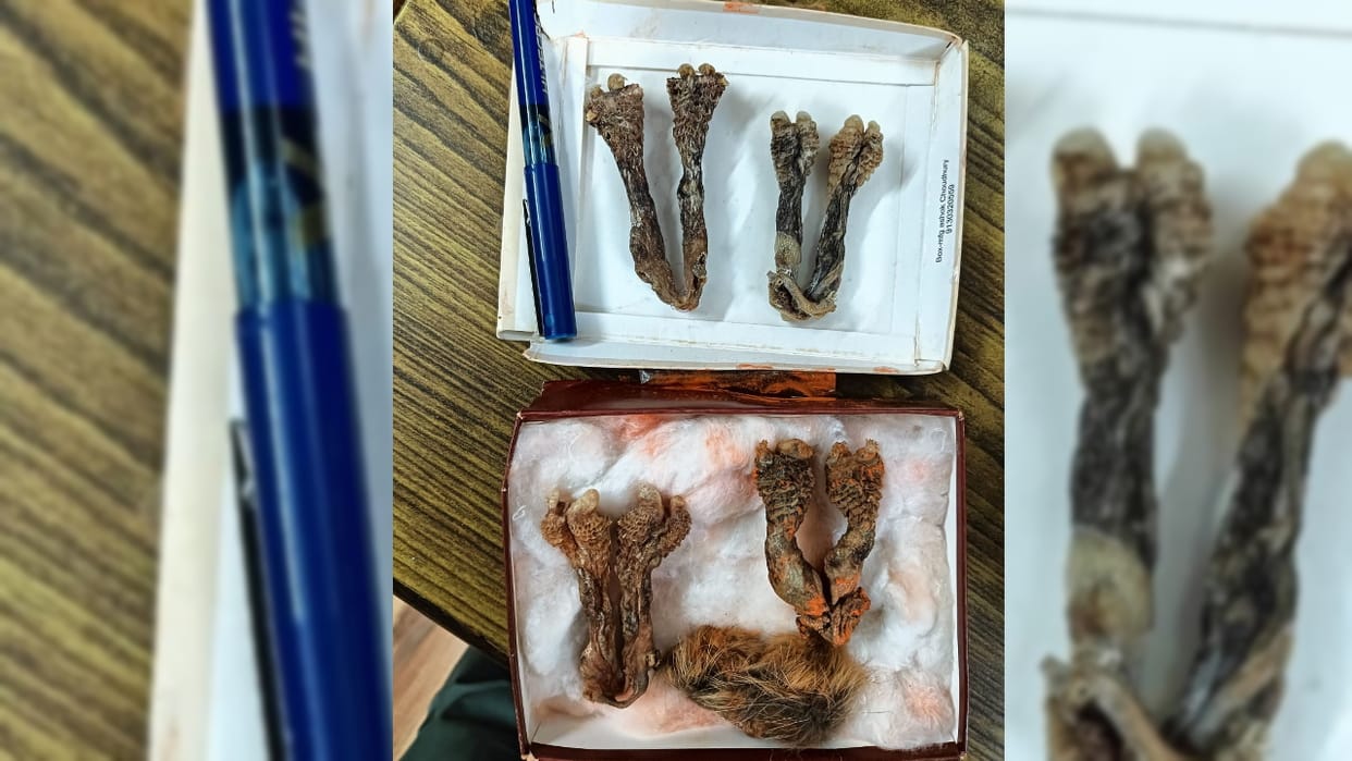 Two arrested with remains of musk deer wild big squirrel In Chamba