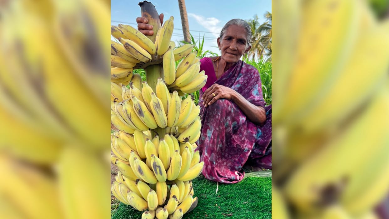 jarurat ki khabar Grandma told how to ripe banana without chemicals people praised the method