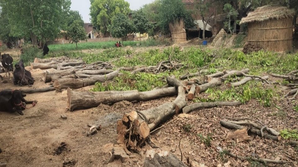 Now accused of tree cutting on ED radar