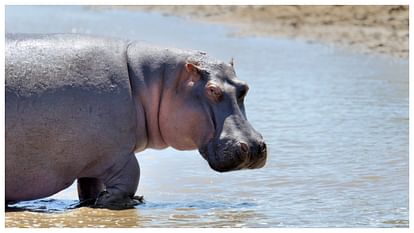 Hippopotamus Milk Pink In Color Know Science Behind This In Hindi ...