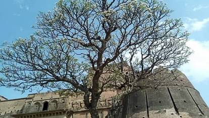 Tourists come from far and wide to see Gulganj Fort of Chhatarpur see photos