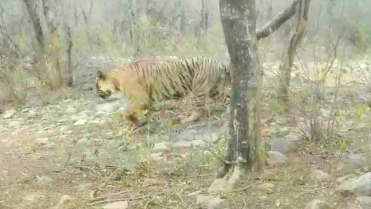 Alwar: Tourists are reaching Sariska to see the tiger, sighting became easier due to coolness in the weather
