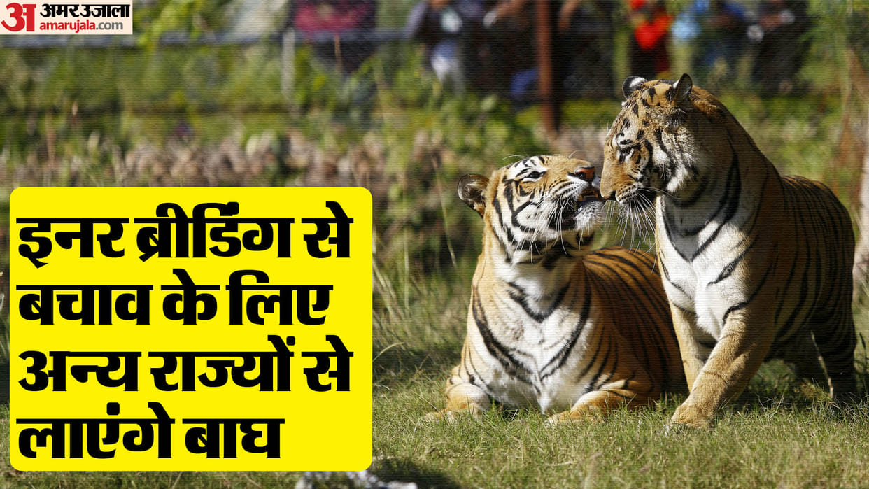 Rajasthan government plans for diversify Tiger gene pool for preservation Plans to Relocate Nine Tigers